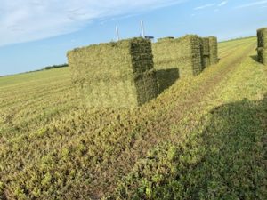 alfalfa bundles in the field