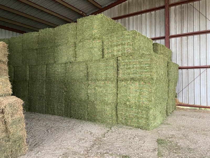stacked alfalfa bales